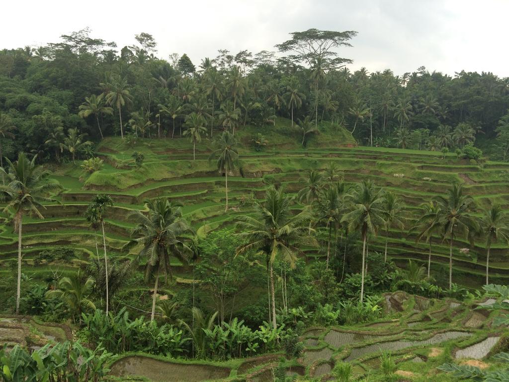 Pangkung House Lägenhet Ubud Exteriör bild